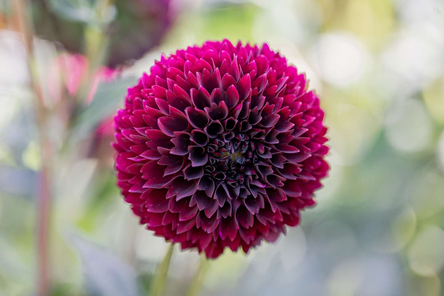 Dahlia 'Jowey Mirella'